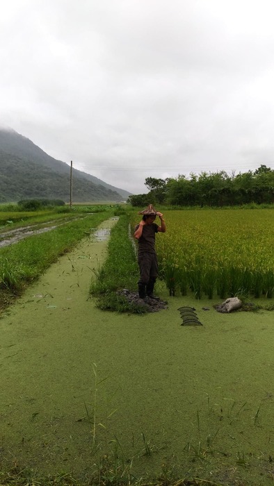 02解說魚稻共生01圖片