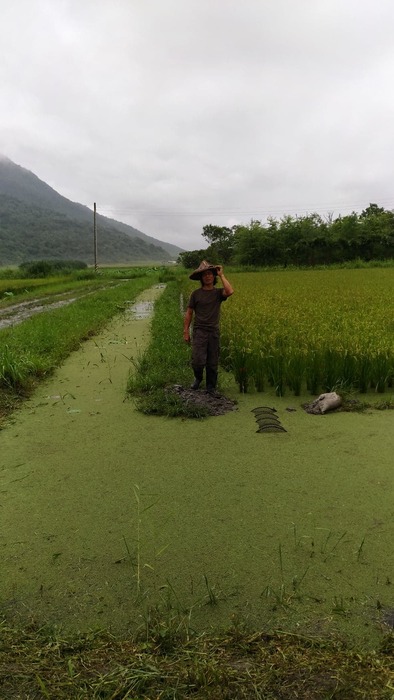 02解說魚稻共生02圖片